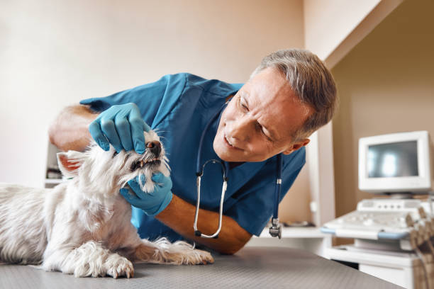 Best Pediatric Emergency Dentist in Highland City, FL